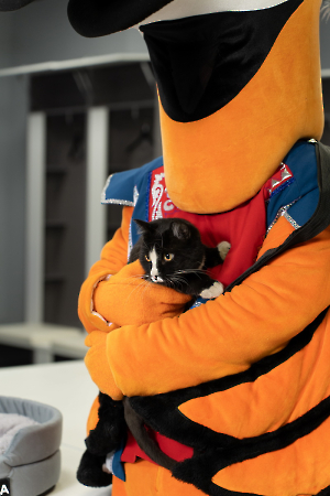 cat_stadium_10