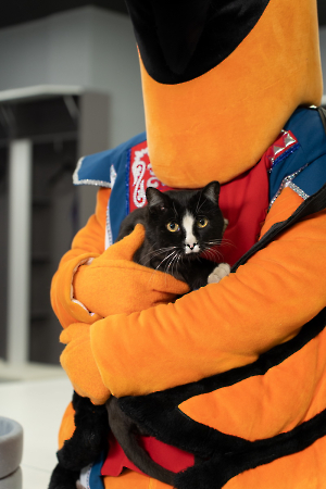 cat_stadium_11
