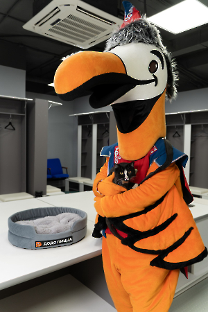 cat_stadium_12