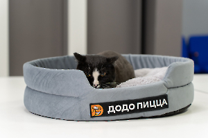 cat_stadium_13