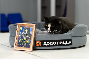 cat_stadium_16