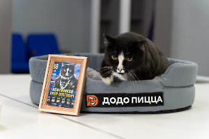 cat_stadium_17