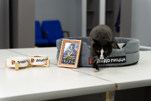 cat_stadium_18