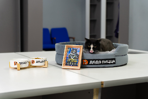 cat_stadium_19