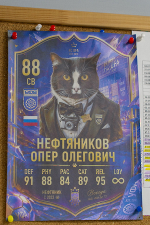 cat_stadium_1
