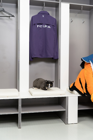 cat_stadium_25