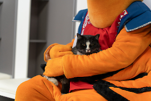 cat_stadium_29