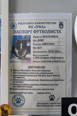 cat_stadium_2