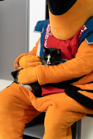 cat_stadium_30
