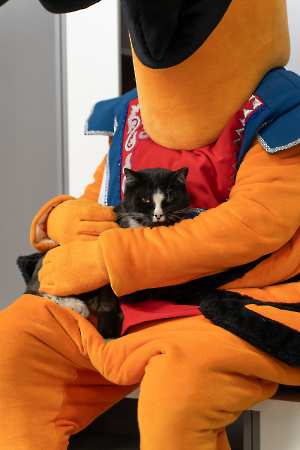 cat_stadium_32