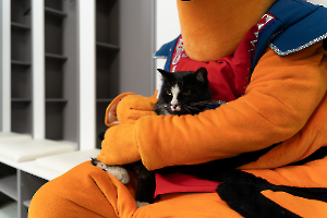 cat_stadium_33