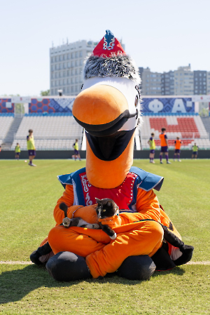 cat_stadium_34
