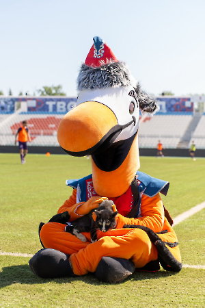 cat_stadium_35