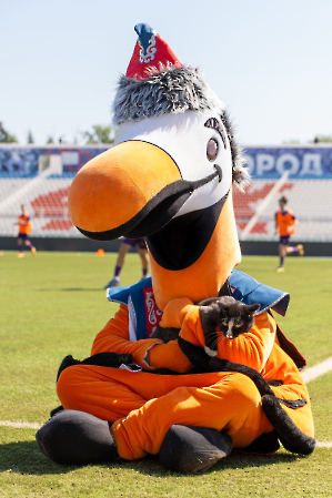 cat_stadium_37