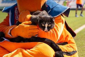 cat_stadium_38
