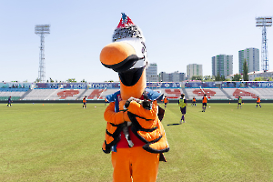 cat_stadium_41