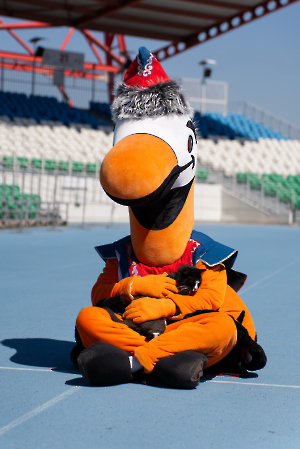 cat_stadium_45