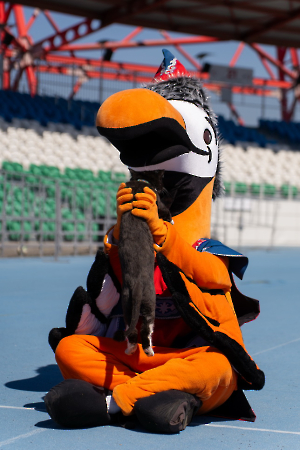 cat_stadium_46