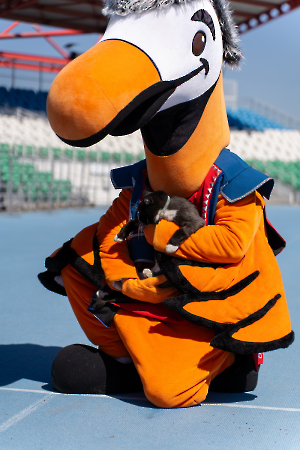 cat_stadium_47