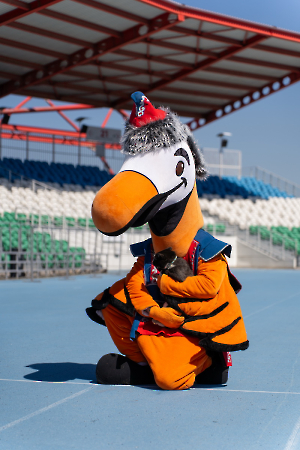 cat_stadium_48
