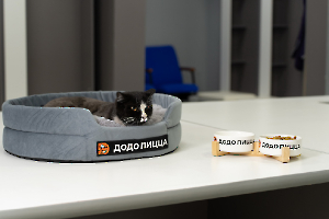 cat_stadium_7